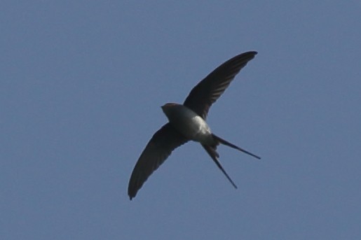 Crested Treeswift - ML226776271