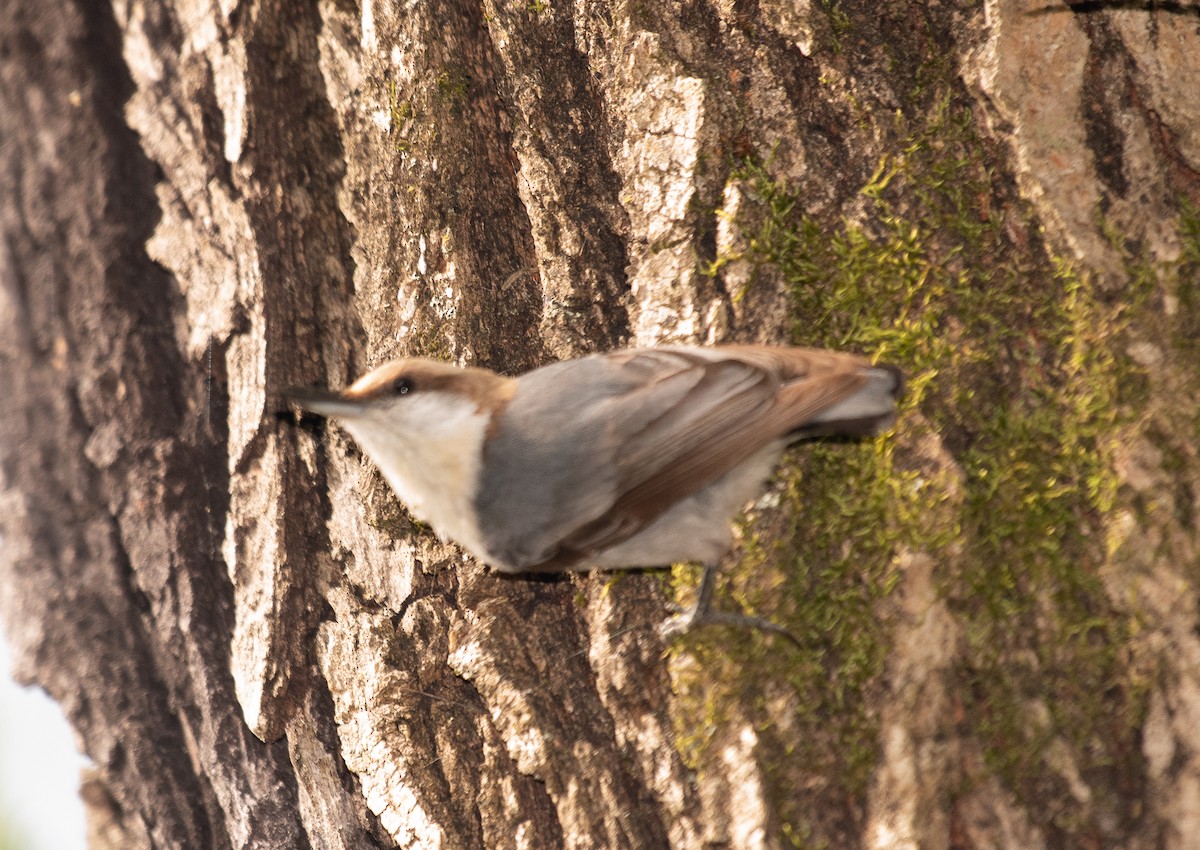 Brown-headed Nuthatch - ML226776971
