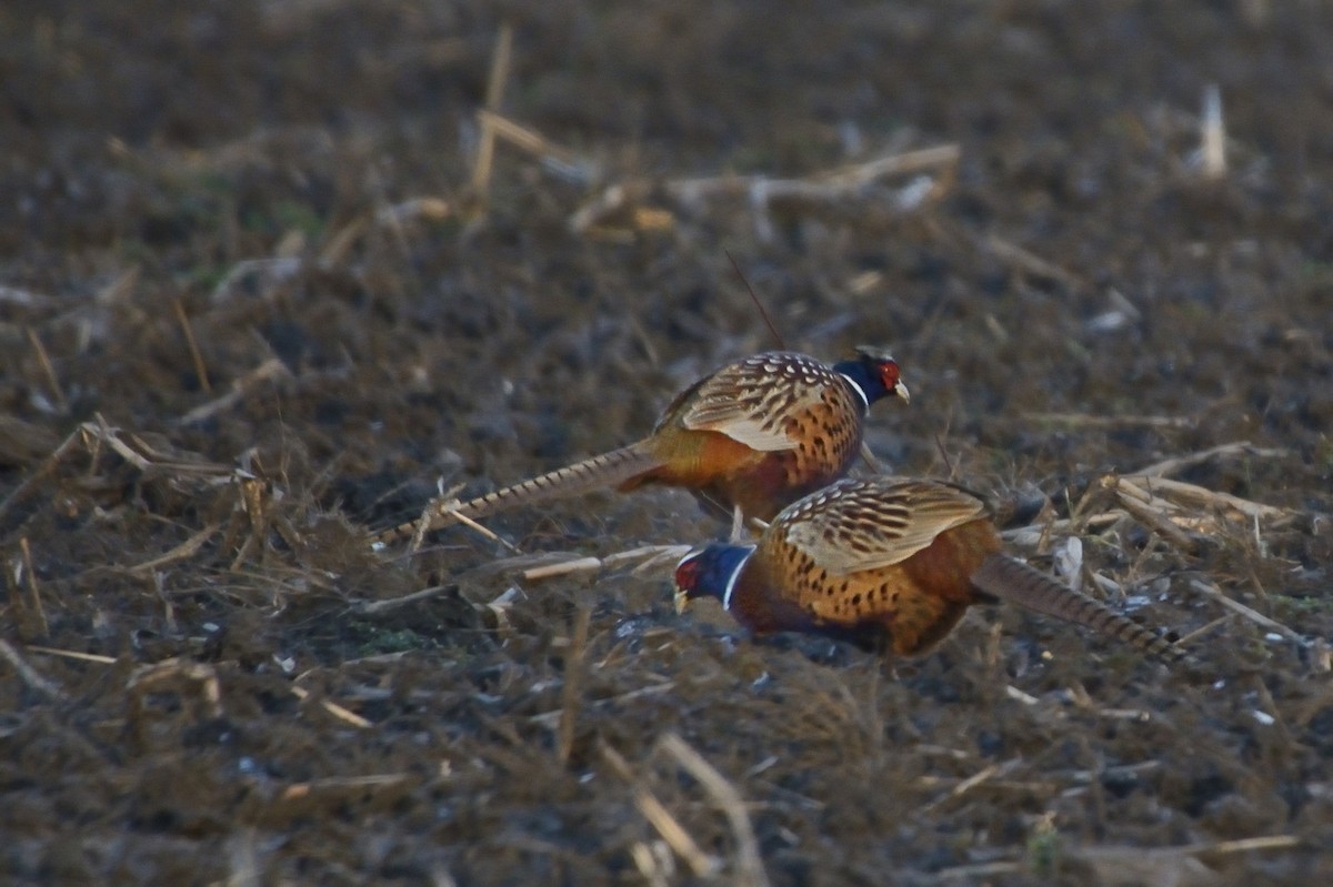 Ring-necked Pheasant - Frank Gruhlke