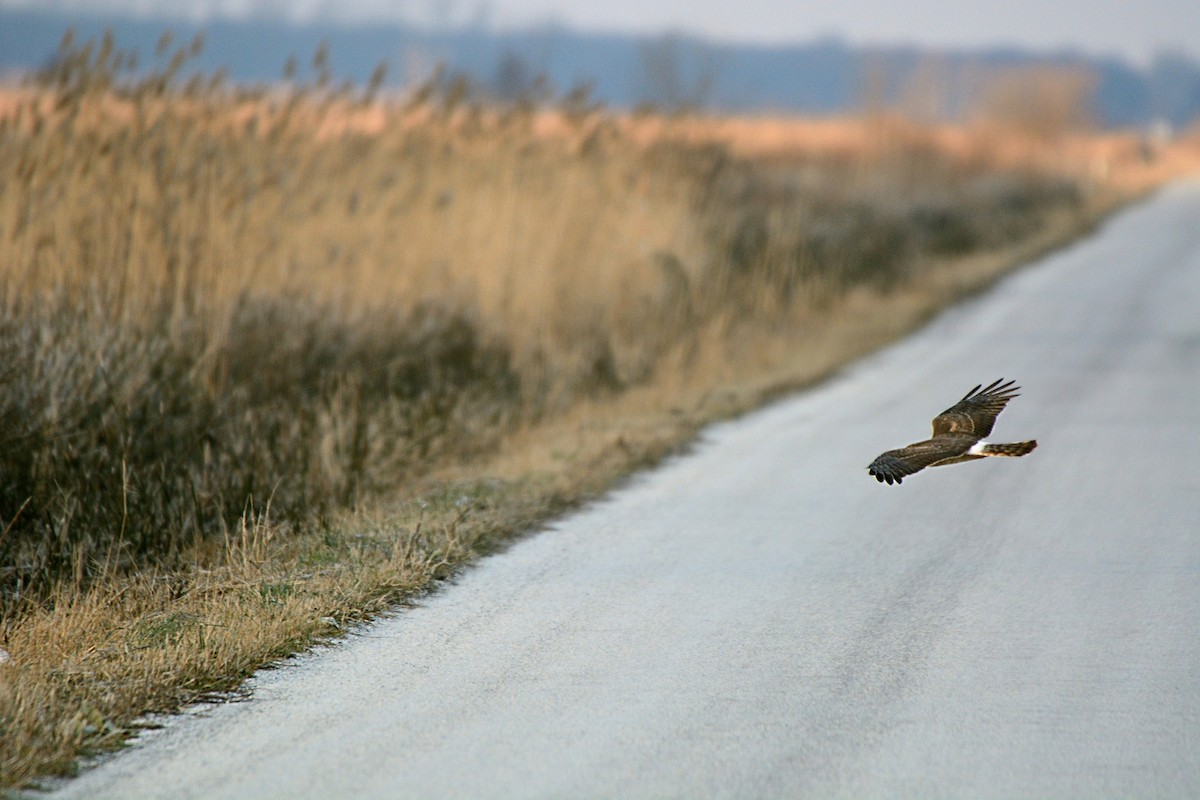 Northern Harrier - ML22677931