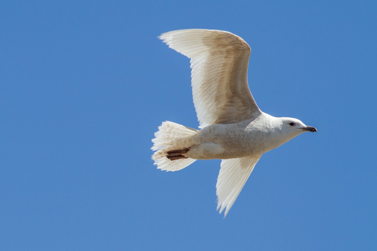 Iceland Gull (kumlieni) - Louis Bevier