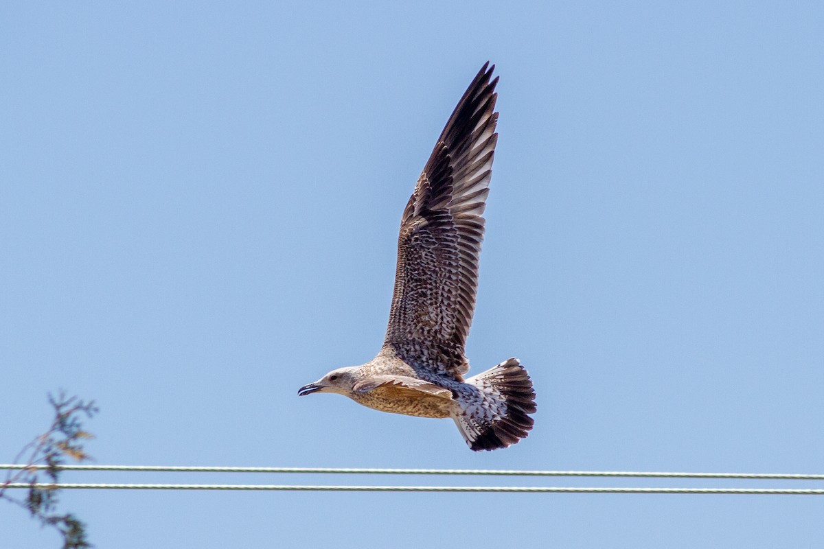 Lesser Black-backed Gull - ML226781161