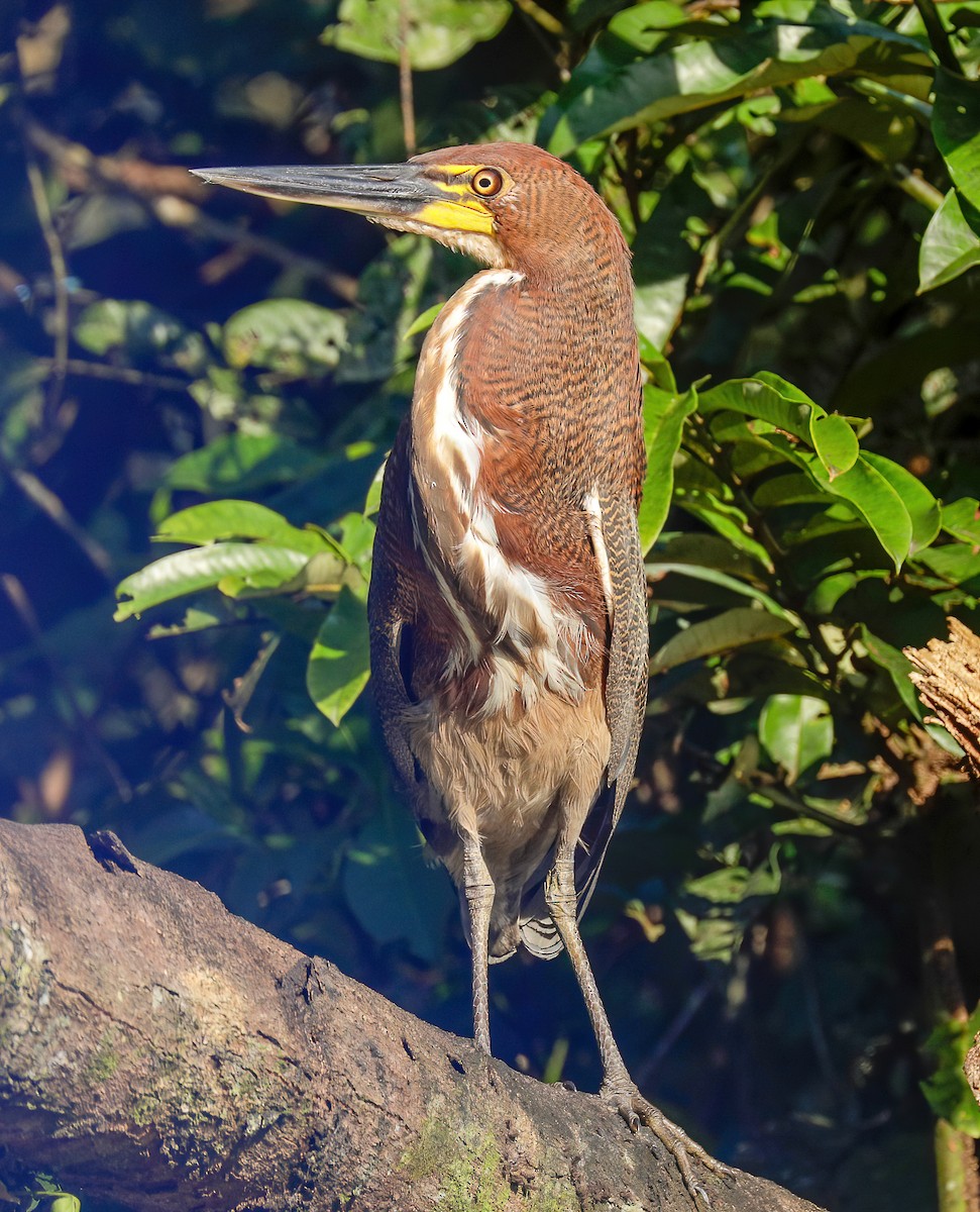 Rufescent Tiger-Heron - ML226782851