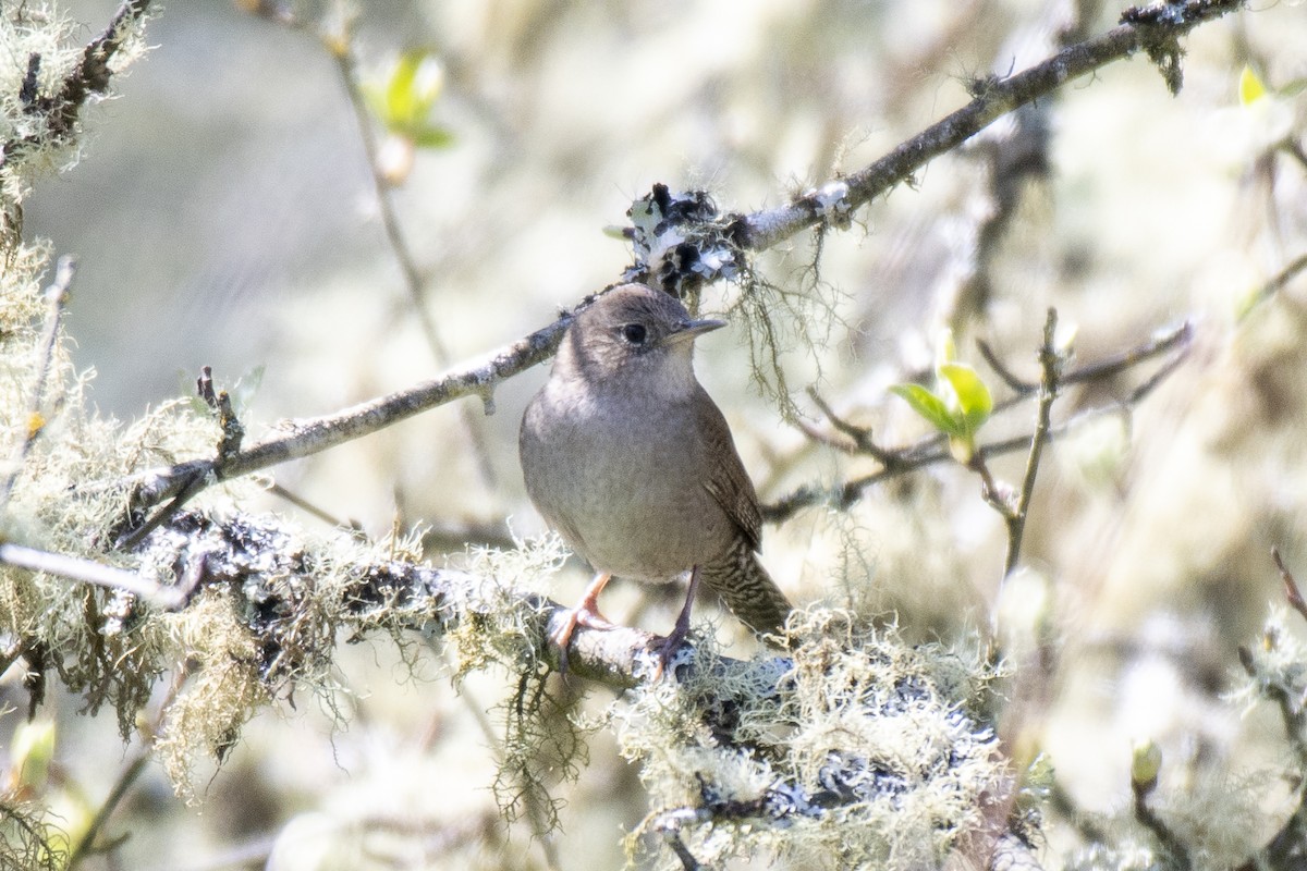 House Wren - ML226783211