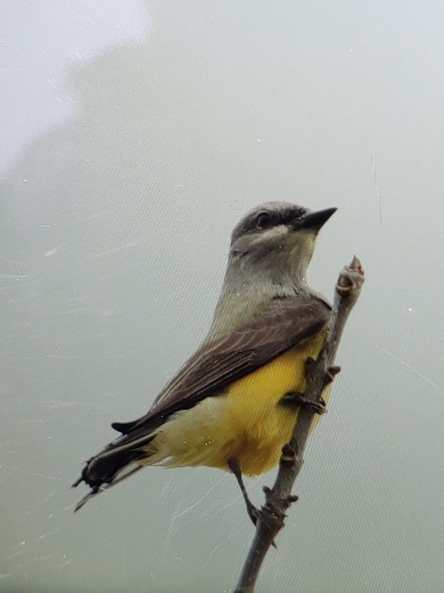 Western Kingbird - Karen Kader