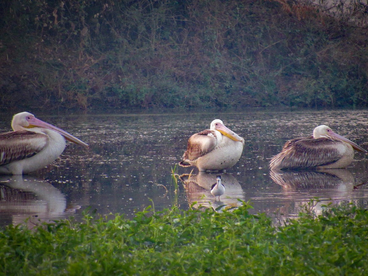 Great White Pelican - ML226785661