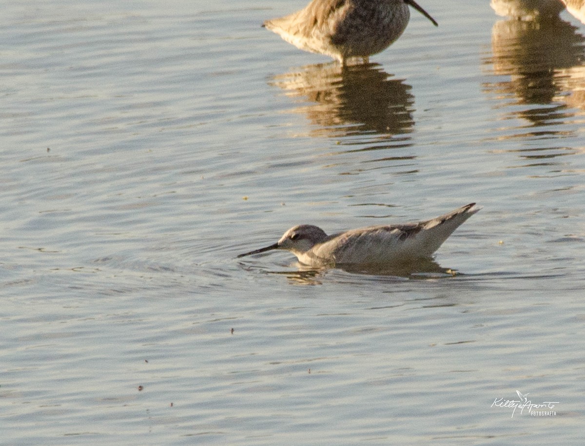 Wilson's Phalarope - ML22678601