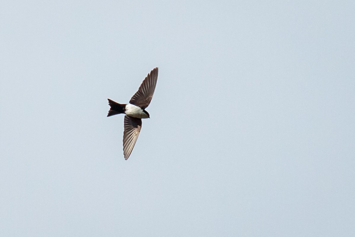 Blue-and-white Swallow - ML226787331