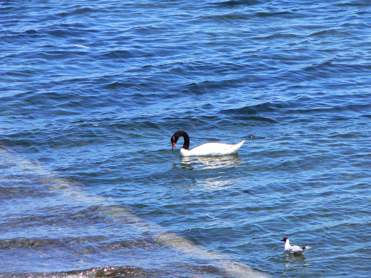 Black-necked Swan - Rudolf Koes