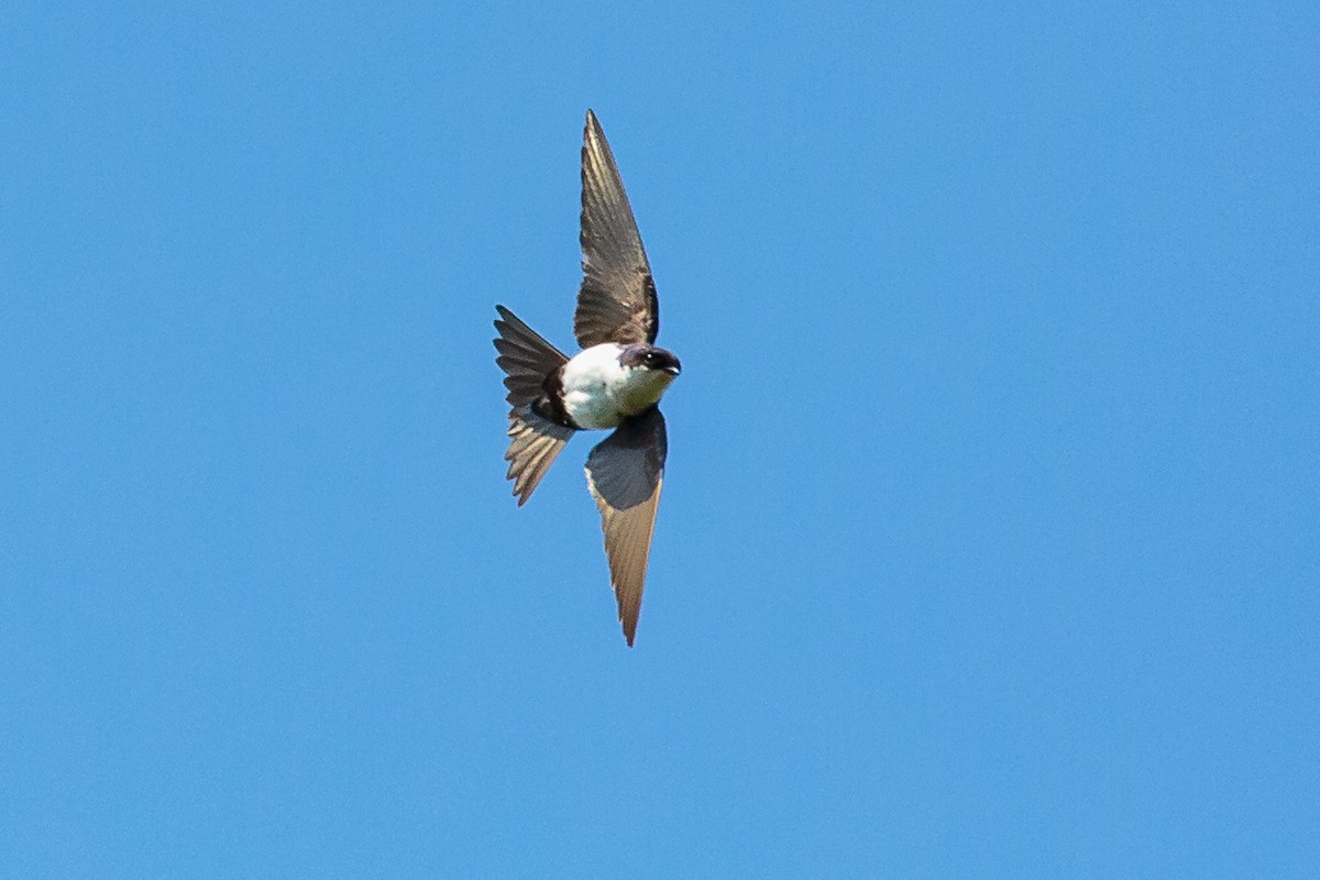 Blue-and-white Swallow - Rolf Simonsson