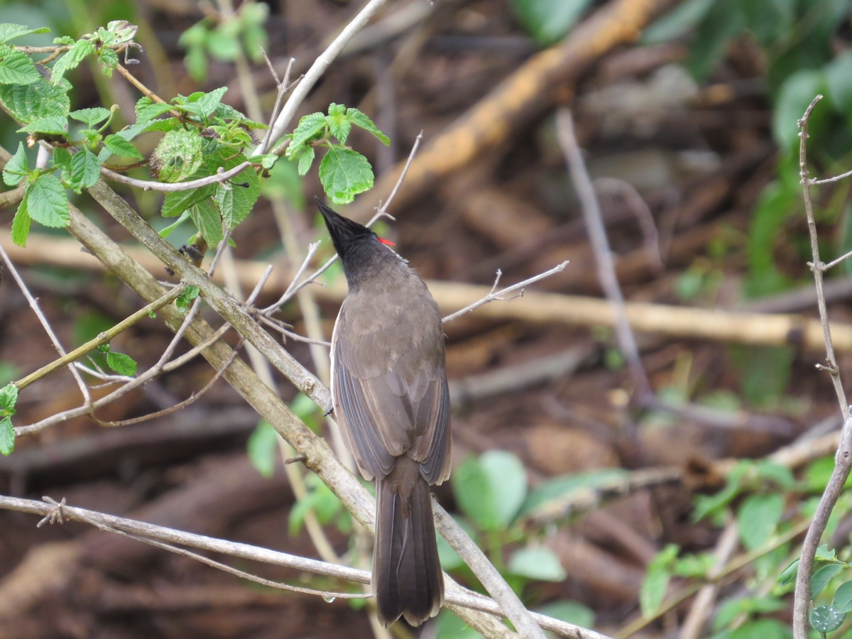 bulbul červenouchý - ML226788031