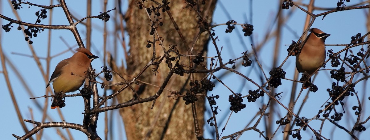 Cedar Waxwing - Peter Blancher