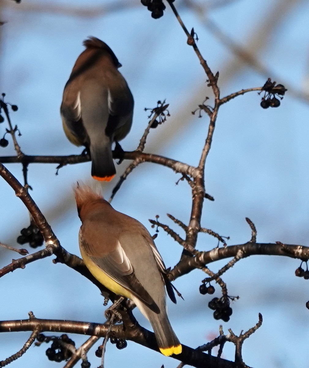 Cedar Waxwing - ML226789771