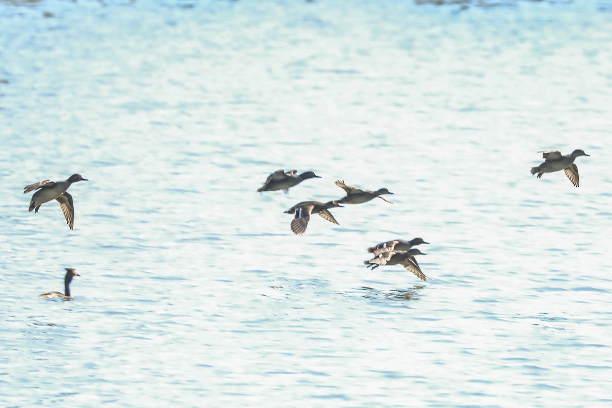 Green-winged Teal (Eurasian) - ML226789851