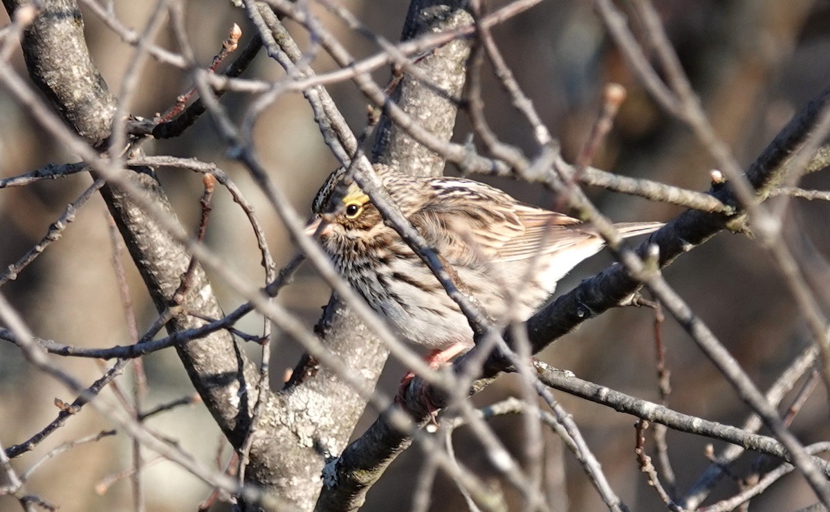 Savannah Sparrow - ML226790371