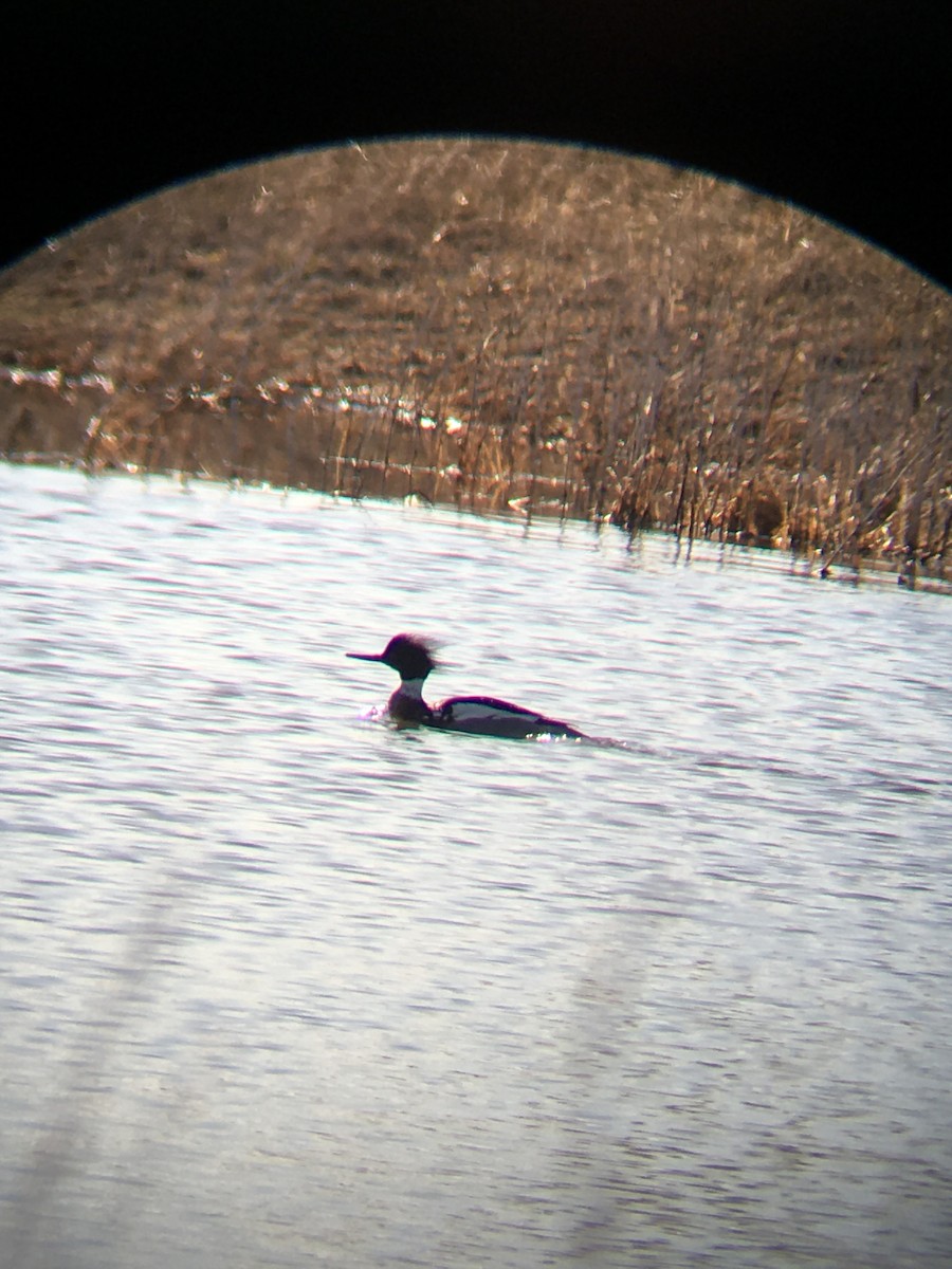 Red-breasted Merganser - Justin Konoff