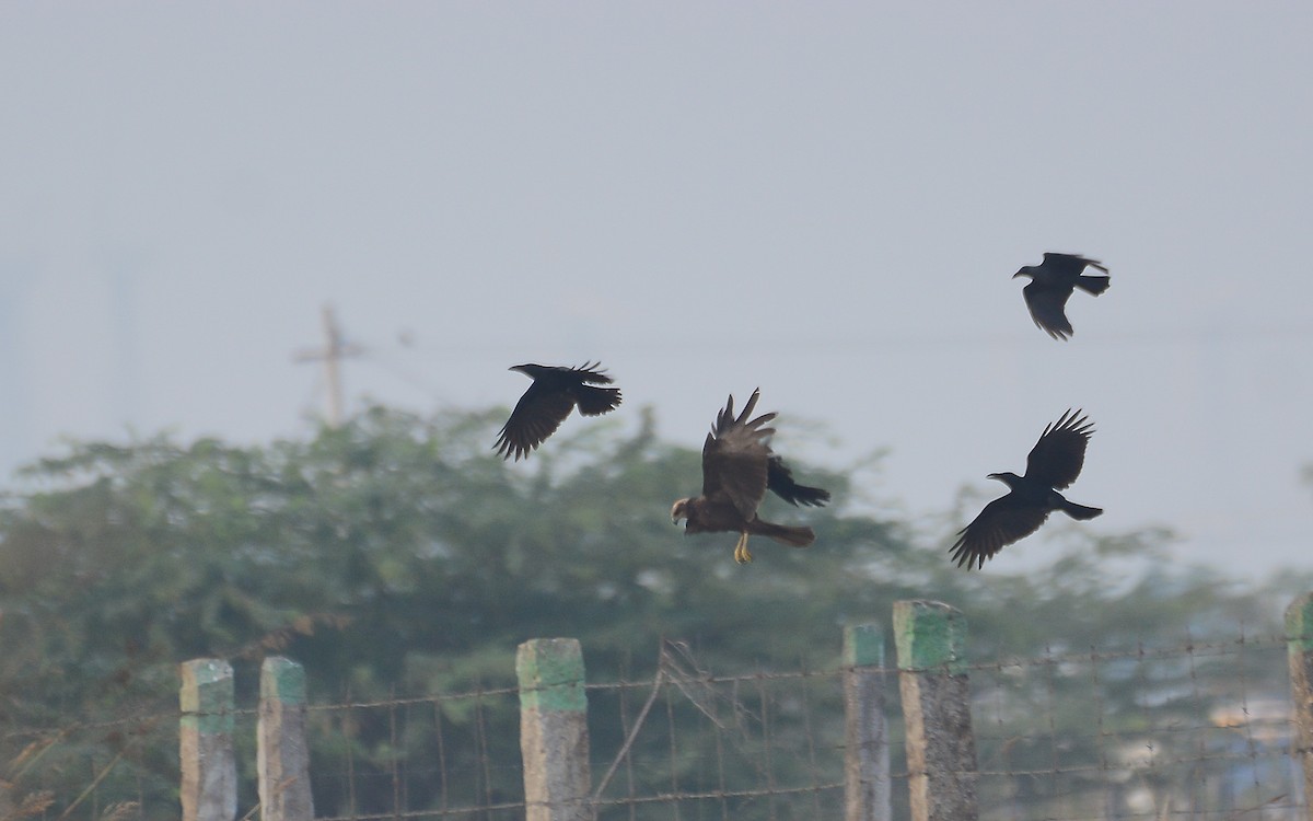 Western Marsh Harrier - Gaja mohanraj