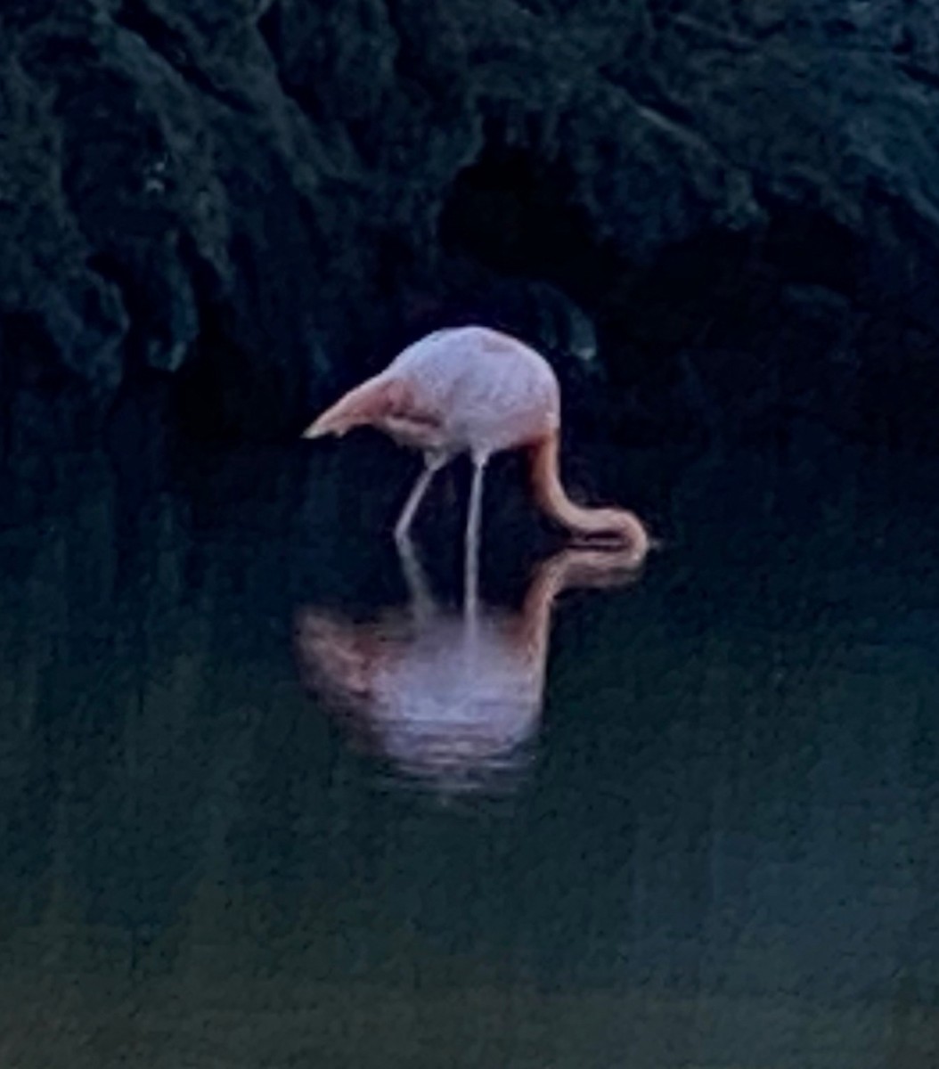 Amerika Flamingosu - ML226791371