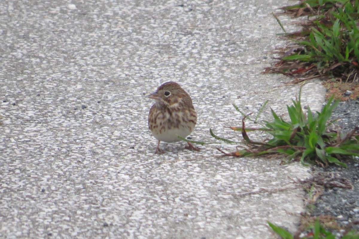 Vesper Sparrow - ML22679251