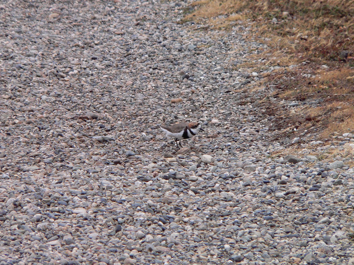 Two-banded Plover - ML226792521