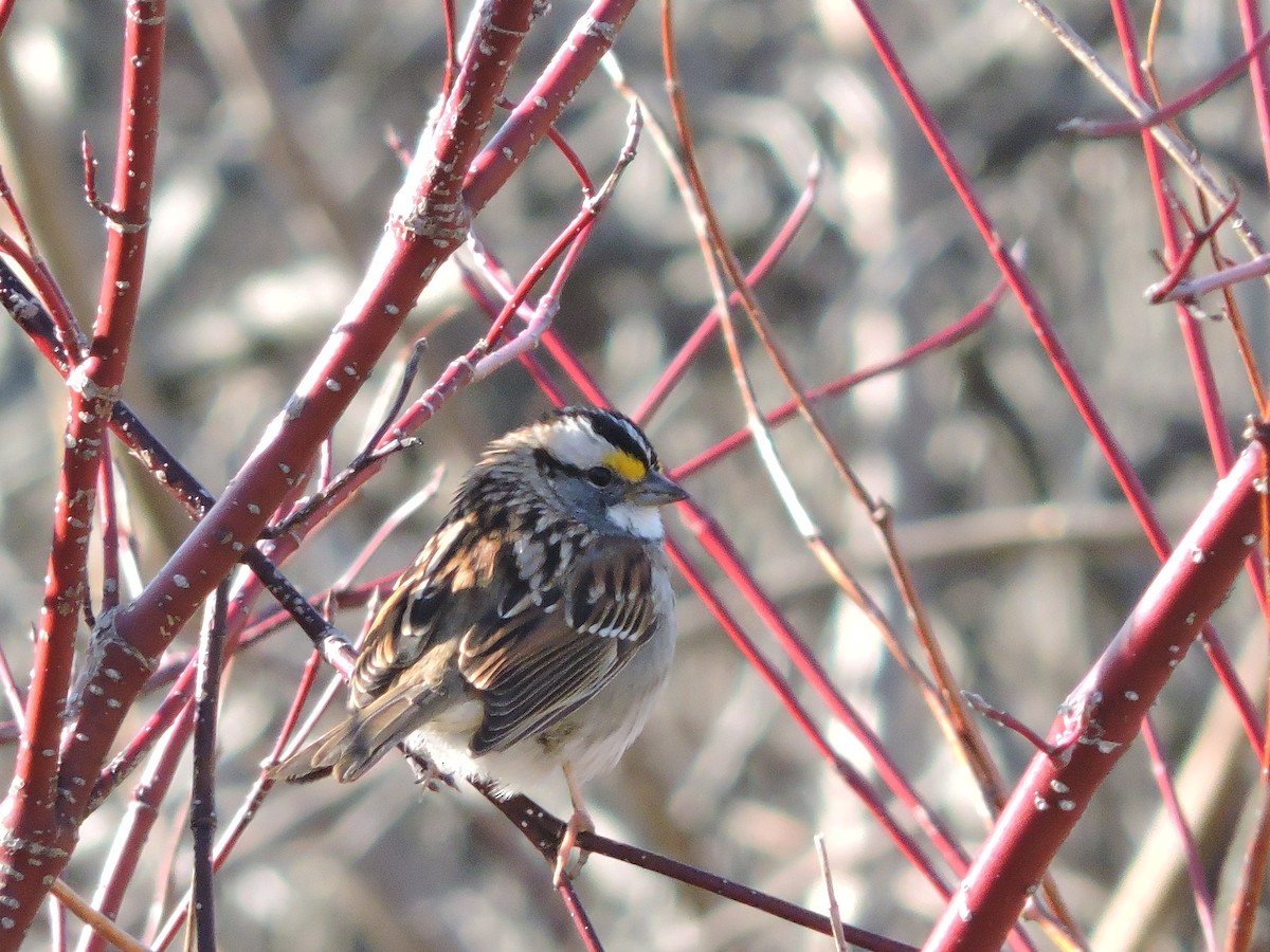 White-throated Sparrow - ML226793131