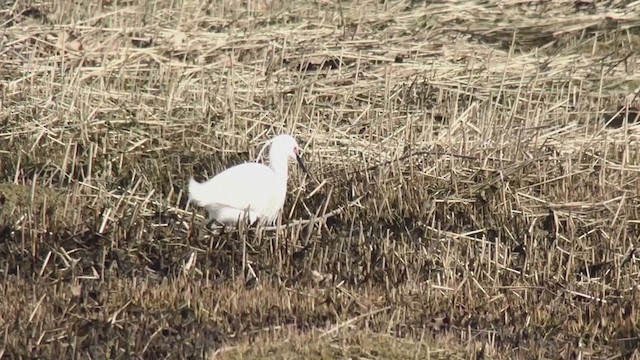 Little Egret - ML226793981