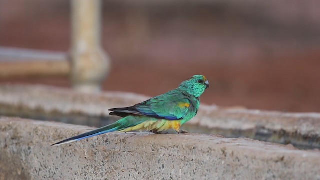 Mulga Parrot - ML226794511