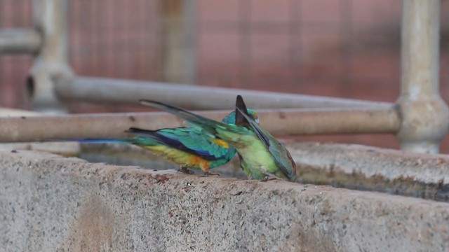 Разноцветный попугайчик - ML226796091
