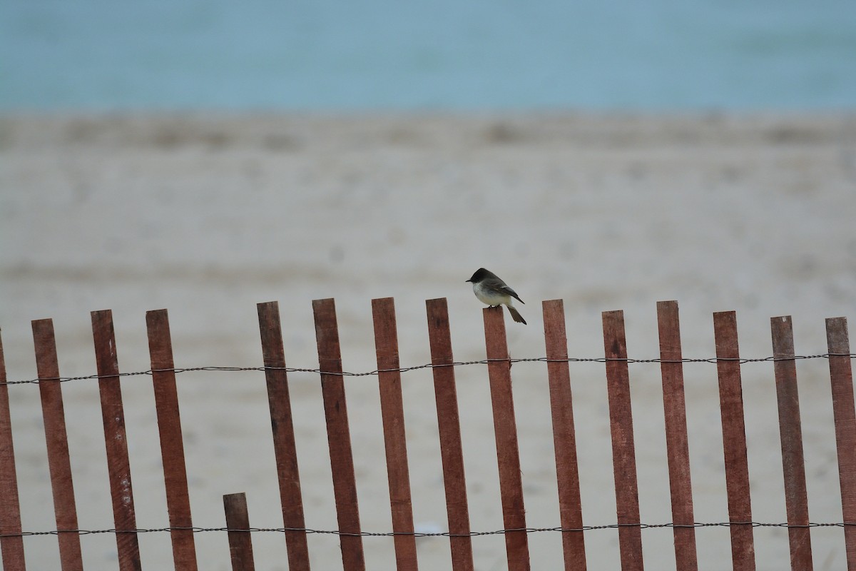 Eastern Phoebe - ML226796951