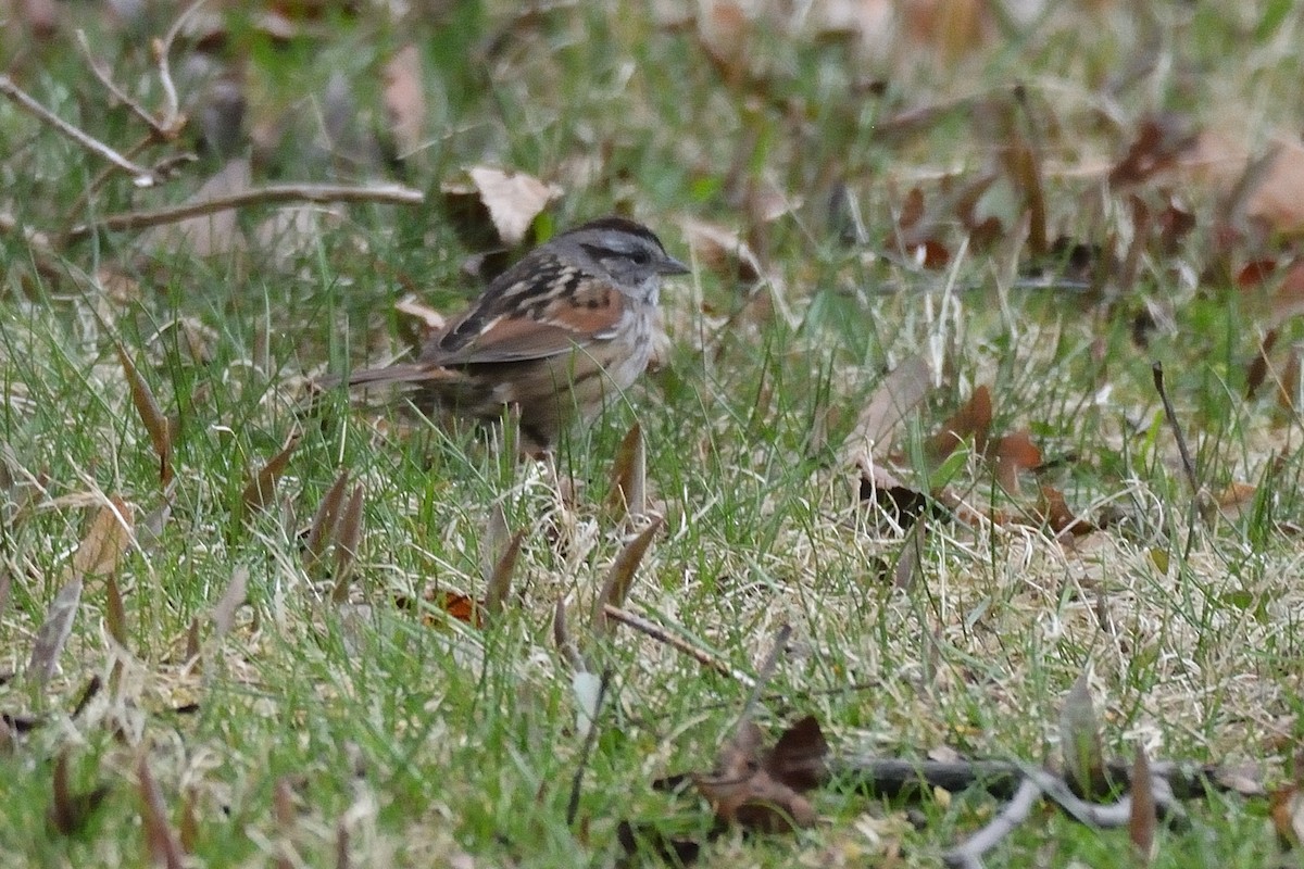 Swamp Sparrow - ML226797331