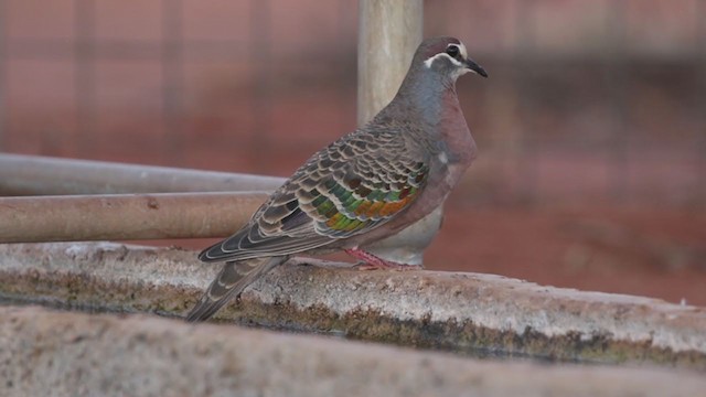 Common Bronzewing - ML226798081