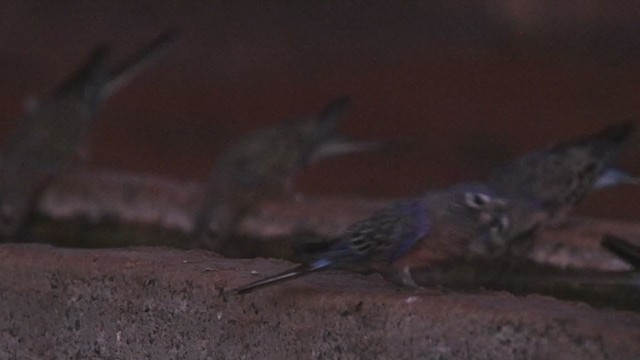 Bourke's Parrot - ML226798831