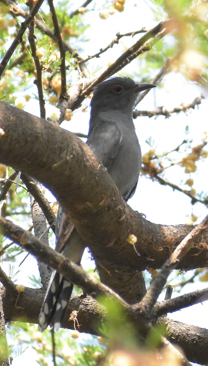 Gray-bellied Cuckoo - ML226800151