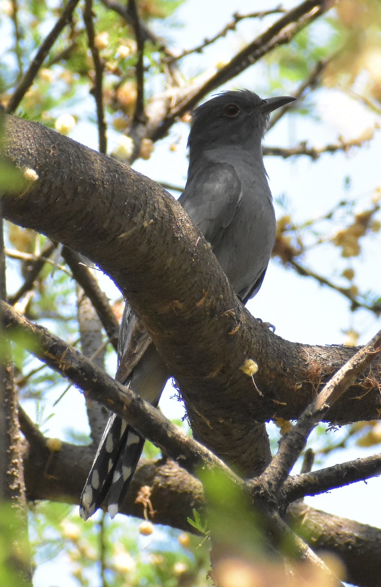 Gray-bellied Cuckoo - ML226800301