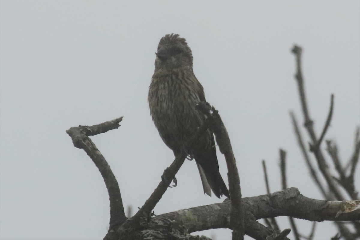 Red Crossbill (Ponderosa Pine or type 2) - ML226800461