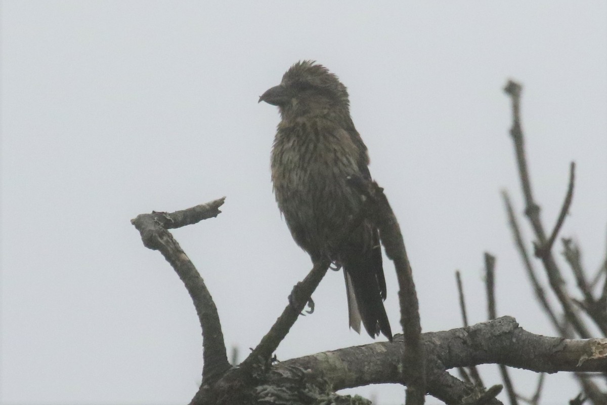 Red Crossbill (Ponderosa Pine or type 2) - ML226800491