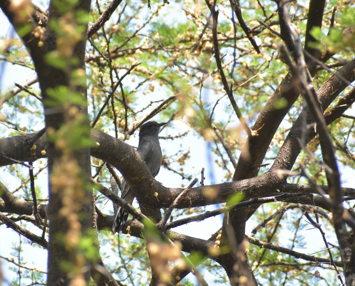 Gray-bellied Cuckoo - ML226801421