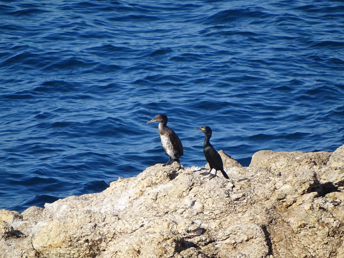 European Shag - ML226801681