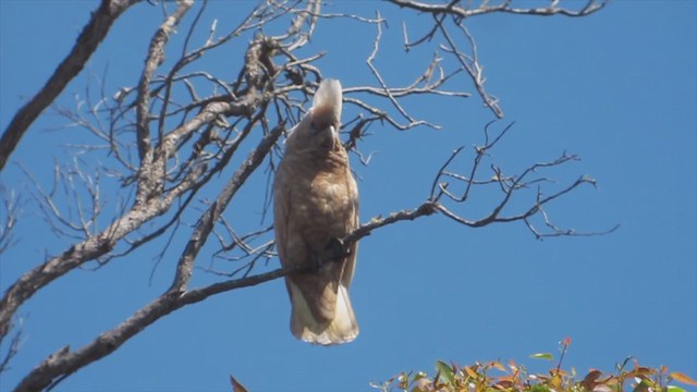 Cacatúa Cavadora - ML226801751