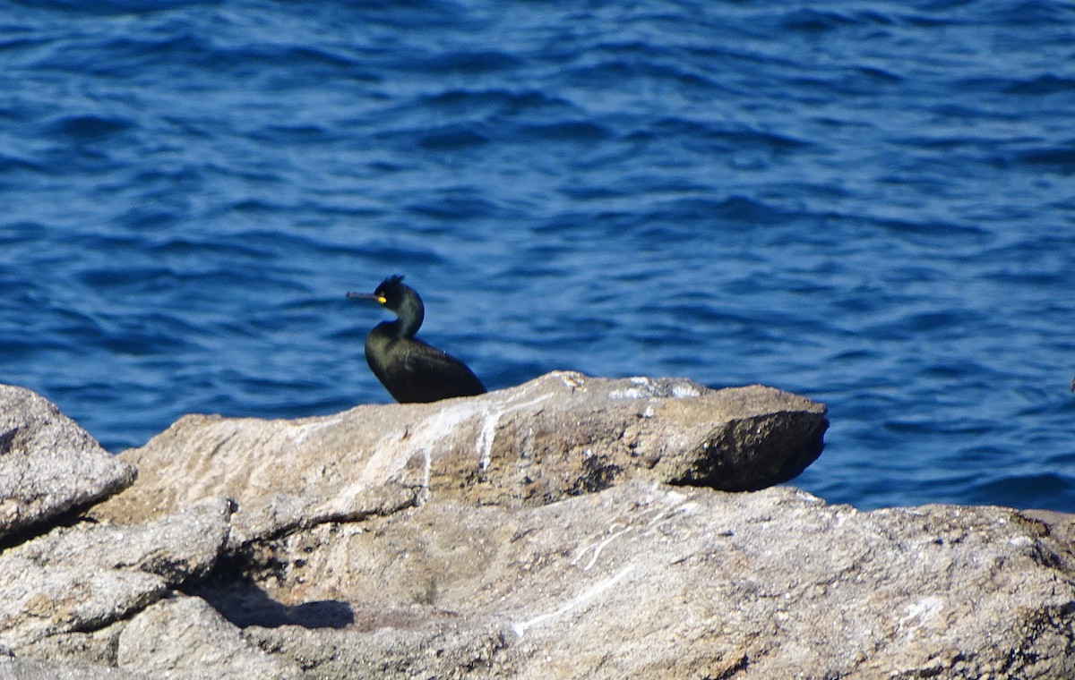 European Shag - ML226802061