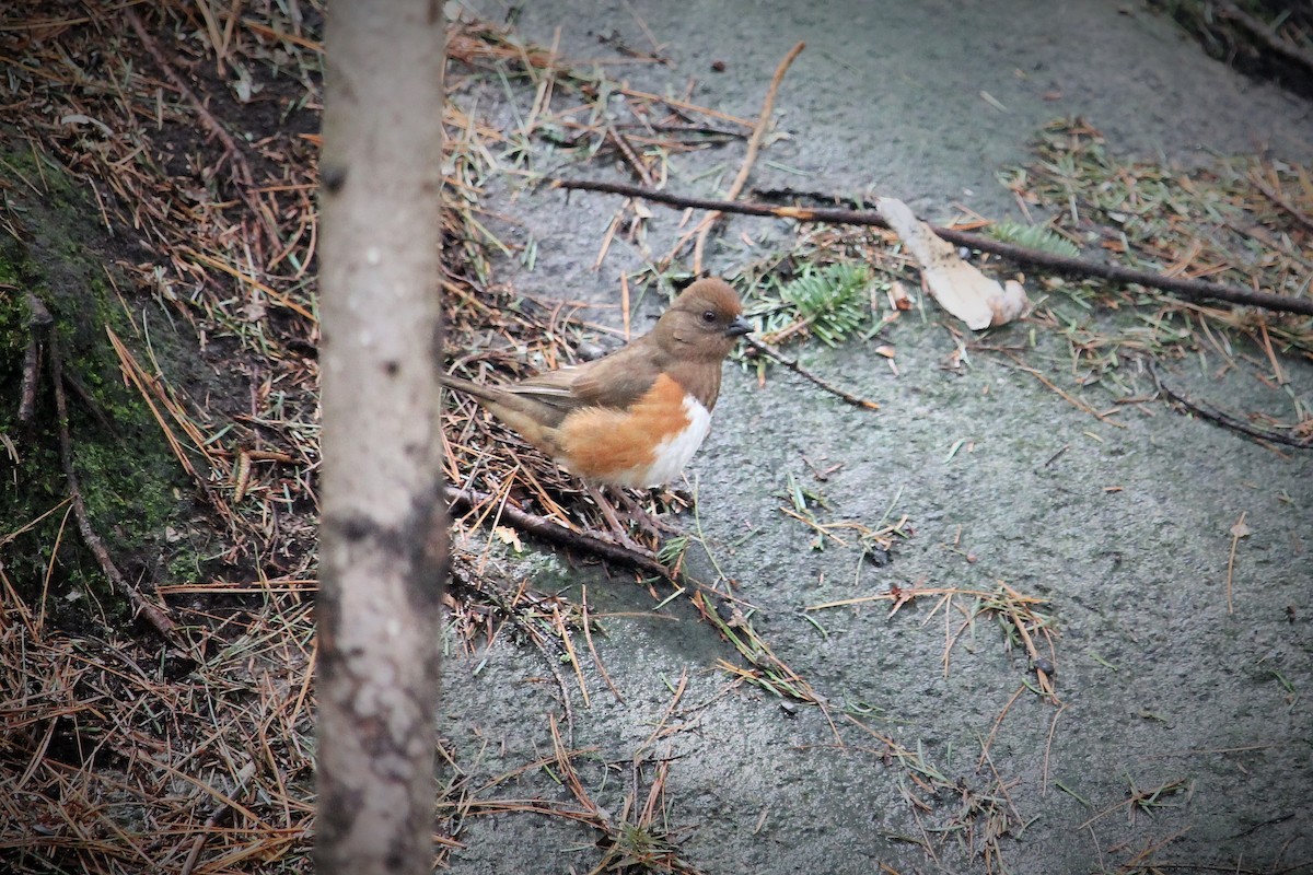 Eastern Towhee - ML226802461