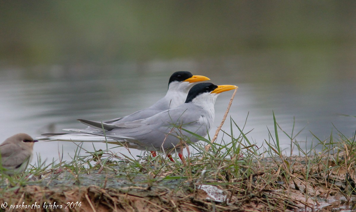 River Tern - ML226805981