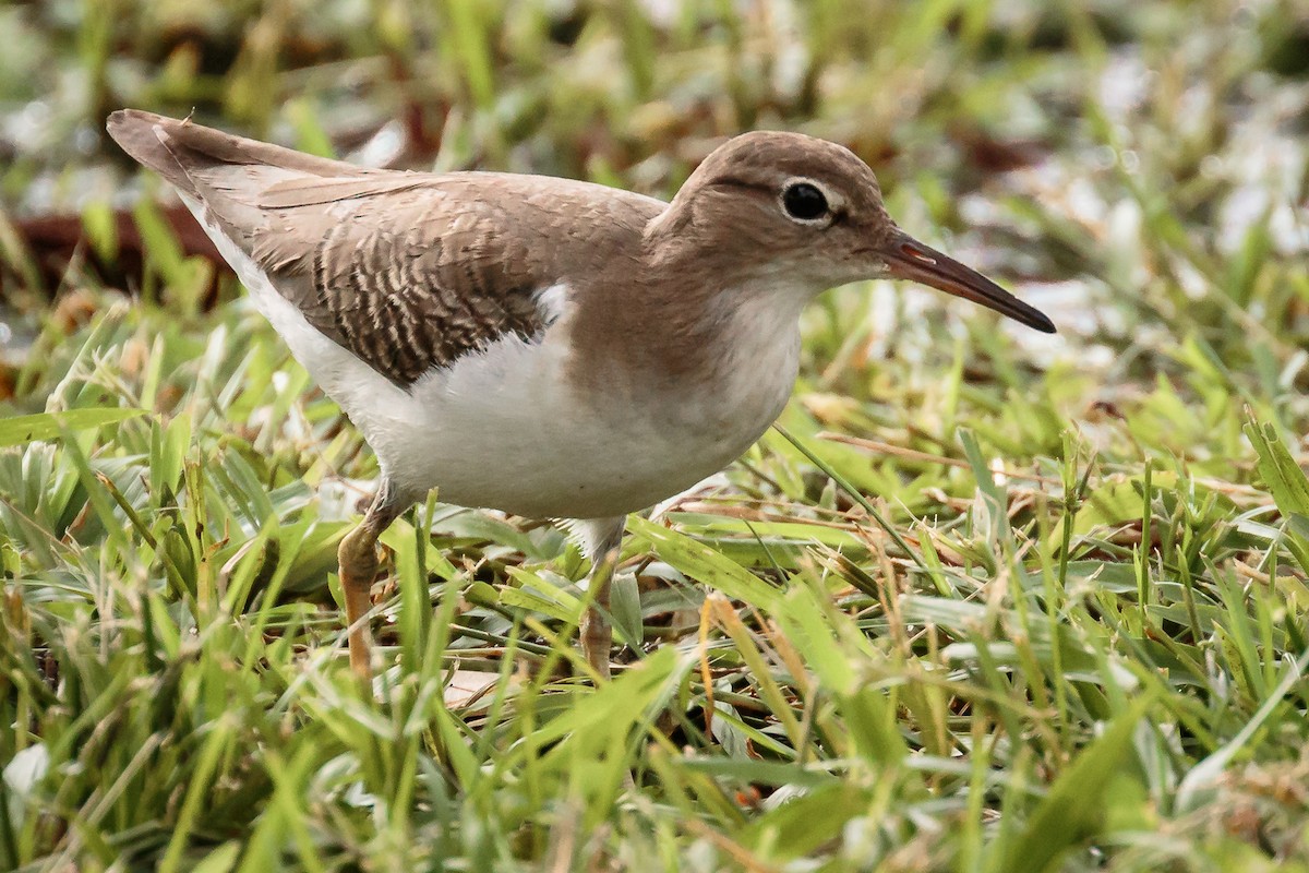 Spotted Sandpiper - ML226807551