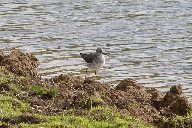 Lesser Yellowlegs - ML226807761