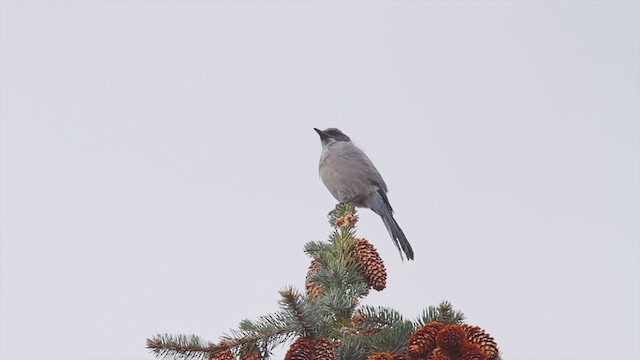 Woodhouse's Scrub-Jay - ML226808561