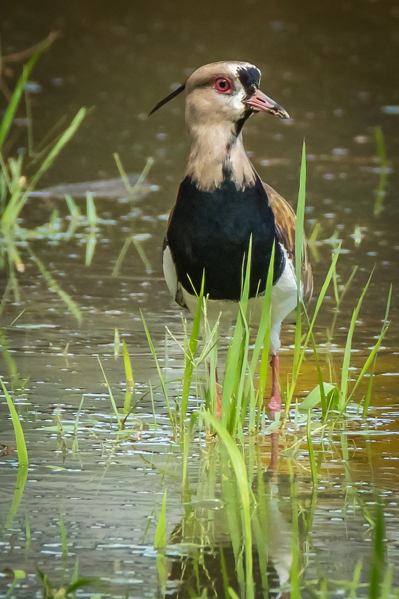 Southern Lapwing - Rolf Simonsson