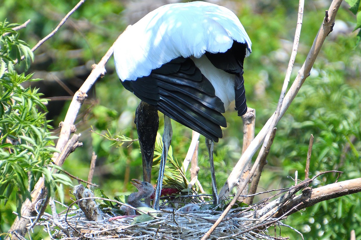 eBird Checklist - 12 Apr 2020 - Sagebrush Rd. Rookery - 7 species