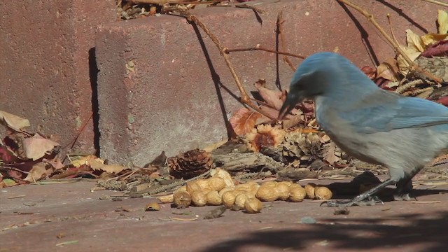 Woodhouse's Scrub-Jay - ML226811681