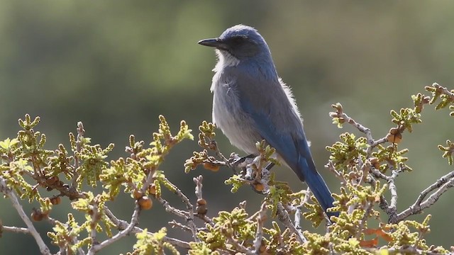 Woodhouse's Scrub-Jay - ML226812451