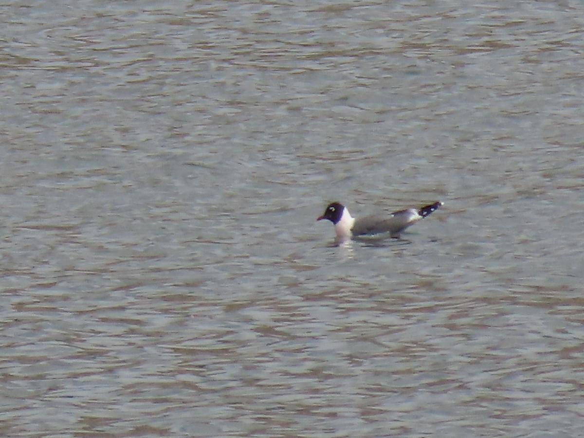 Franklin's Gull - ML226813191